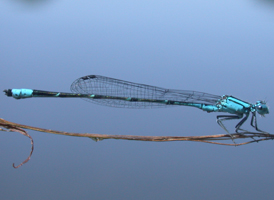 Slender Bluet